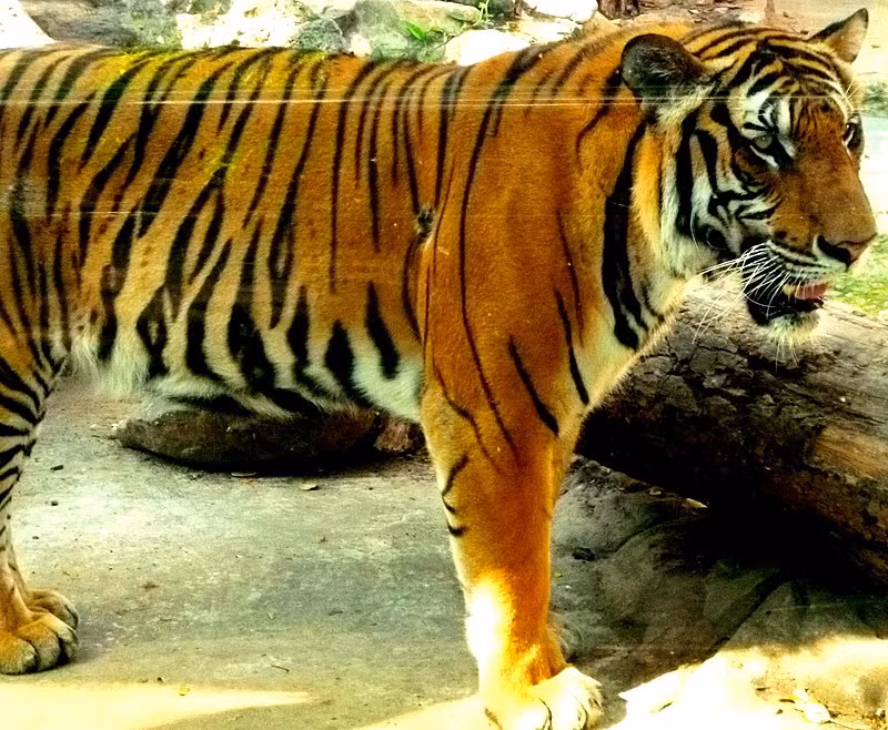 Hổ Đông Dương giao phối quanh năm, nhưng thường xuyên nhất trong tháng 11 đến đầu tháng Tư.