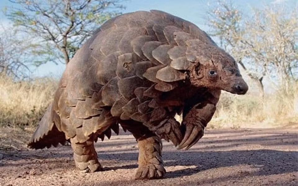 Vảy cứng chất lượng cao của tê tê không chỉ giúp chúng tự vệ mà còn ngăn chặn sự phát triển của ký sinh trùng và vi khuẩn, giúp chúng tồn tại tốt trong môi trường tự nhiên.