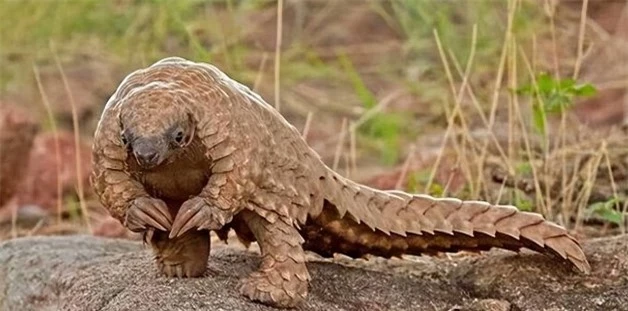 Tê tê (Manis pentadactyla) là một trong những loài động vật có vú độc đáo và quý hiếm trên thế giới, được ưu tiên bảo vệ và nghiêm cấm mọi hình thức khai thác, sử dụng, mua bán, tiêu thụ.