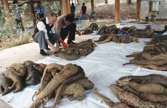 Để bảo vệ loài tê tê, cần có sự hợp tác chặt chẽ từ cộng đồng và cơ quan chức năng, cùng nâng cao nhận thức của mọi người về tầm quan trọng của việc bảo tồn đa dạng sinh học và không khí trong lành cho môi trường sống chung của chúng ta.