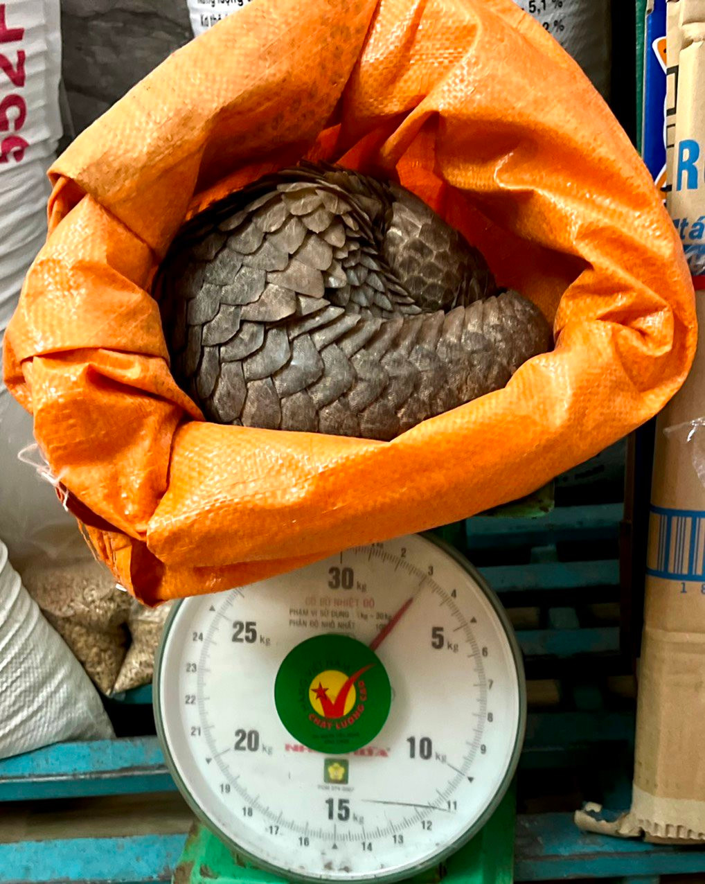 Nhận biết đây là loài động vật quý hiếm, em học sinh và gia đình đã nhanh chóng liên hệ với cơ quan chức năng để kiểm tra tình trạng sức khỏe của cá thể và thả về môi trường tự nhiên.