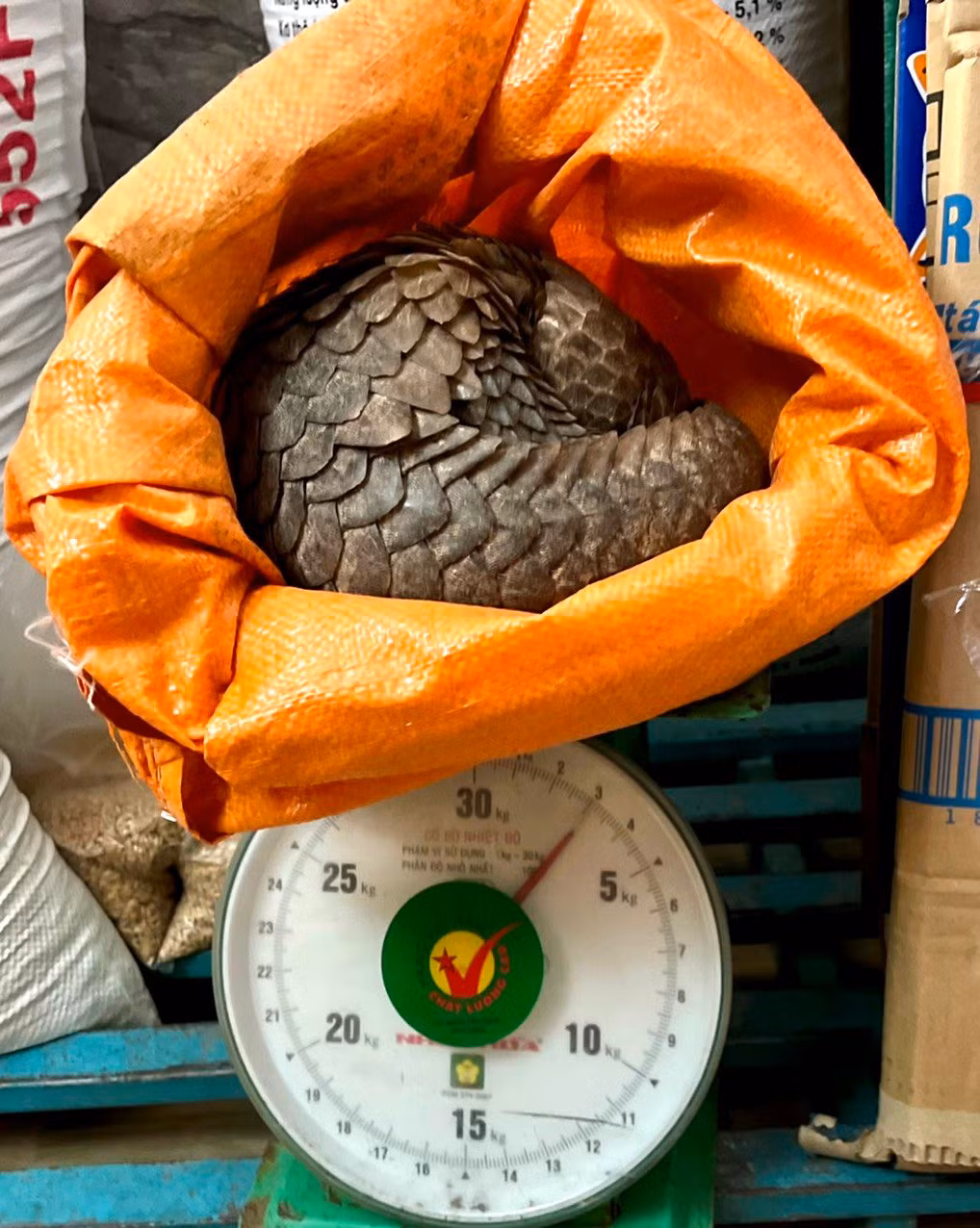 Nhận biết đây là loài động vật quý hiếm, em học sinh và gia đình đã nhanh chóng liên hệ với cơ quan chức năng để kiểm tra tình trạng sức khỏe của cá thể và thả về môi trường tự nhiên.