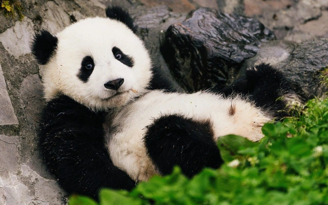 Điều này có thể giải thích sự béo phì của gấu trúc mặc dù chế độ ăn của chúng ít chất béo và chất lượng kém.