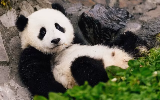 Điều này có thể giải thích sự béo phì của gấu trúc mặc dù chế độ ăn của chúng ít chất béo và chất lượng kém.