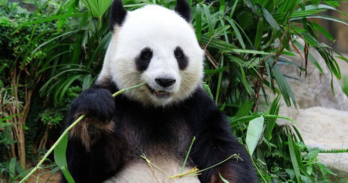 Sự biến động theo mùa của vi khuẩn đường ruột là phổ biến ở động vật hoang dã và giúp chúng tự bảo vệ khỏi tác nhân môi trường.