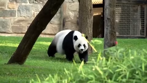 Vi khuẩn đường ruột có thể giúp gấu trúc hấp thụ măng khi thức ăn trở nên khan hiếm.