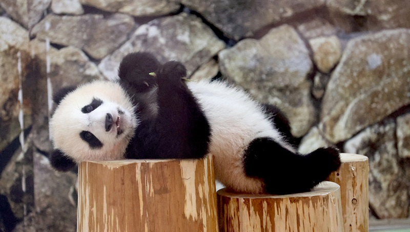 Vi khuẩn đường ruột giúp chúng tích tụ mỡ và tăng cân trong mùa măng khi thức ăn trở nên ít.