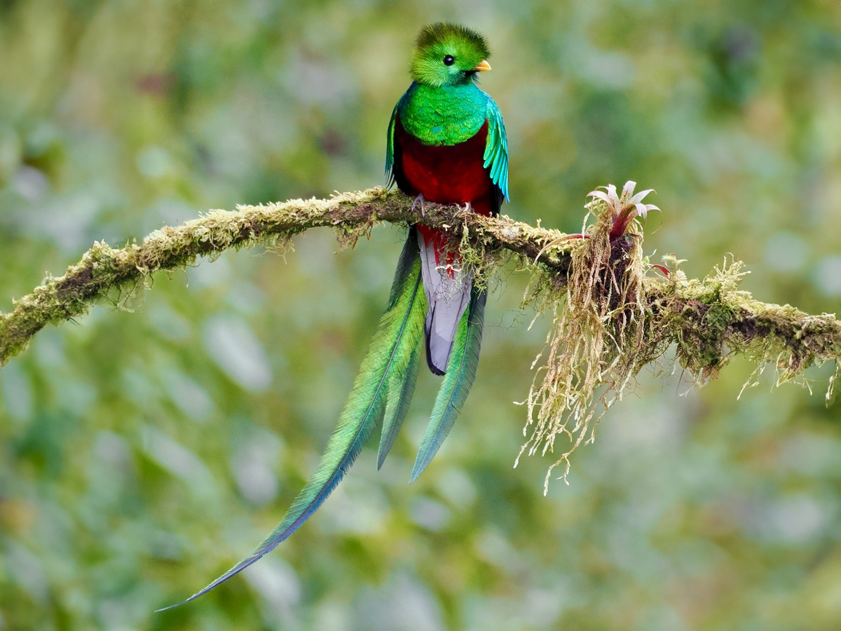 Tuy nhiên, Resplendent Quetzal không thể bị thuần hóa, chúng thà tuyệt thực đến chết cũng không chịu bị nhốt trong những chiếc lồng, được gọi là "chim tự do".