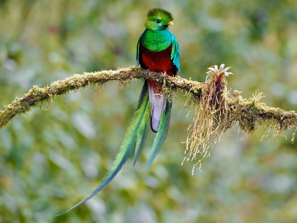 Tuy nhiên, Resplendent Quetzal không thể bị thuần hóa, chúng thà tuyệt thực đến chết cũng không chịu bị nhốt trong những chiếc lồng, được gọi là "chim tự do".