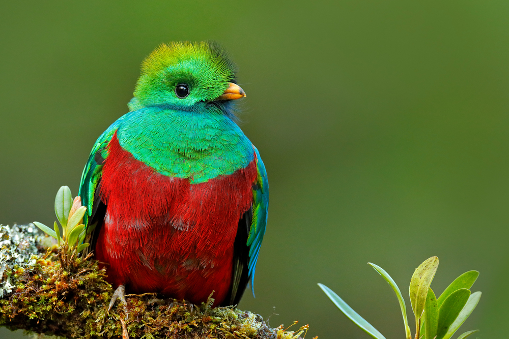Resplendent Quetzal thuộc họ Trogonidae và là loài chim ăn tạp, ưa hoa quả, quả mọng, côn trùng, thằn lằn và ếch.