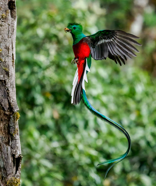 Mặc dù trước đó được cho là không thể sinh sản trong điều kiện nhốt, ZooMAT ở miền Nam Mexico đã thành công trong việc ấp trứng và thả Resplendent Quetzal vào môi trường tự nhiên, một bước quan trọng trong việc bảo vệ loài chim quý này.