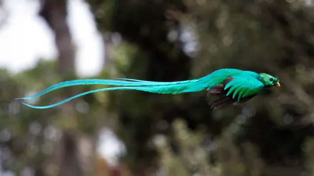 Trong văn hóa Maya, Resplendent Quetzal còn được coi là biểu tượng của tự do.