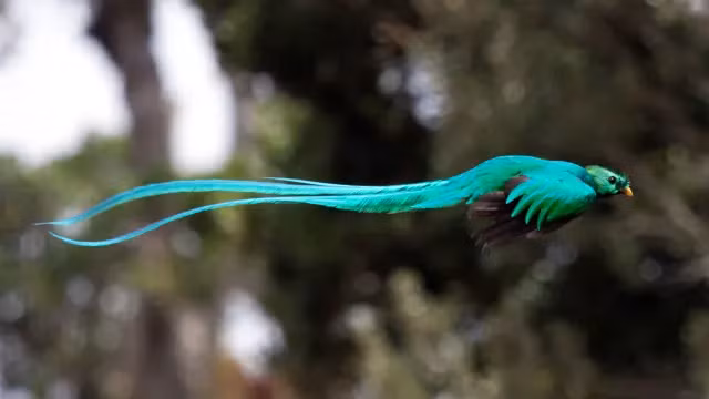 Trong văn hóa Maya, Resplendent Quetzal còn được coi là biểu tượng của tự do.