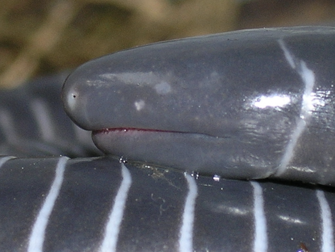 Chúng có lỗ huyệt phía sau phục vụ mục đích tiết niệu, tiêu hóa và sinh sản.