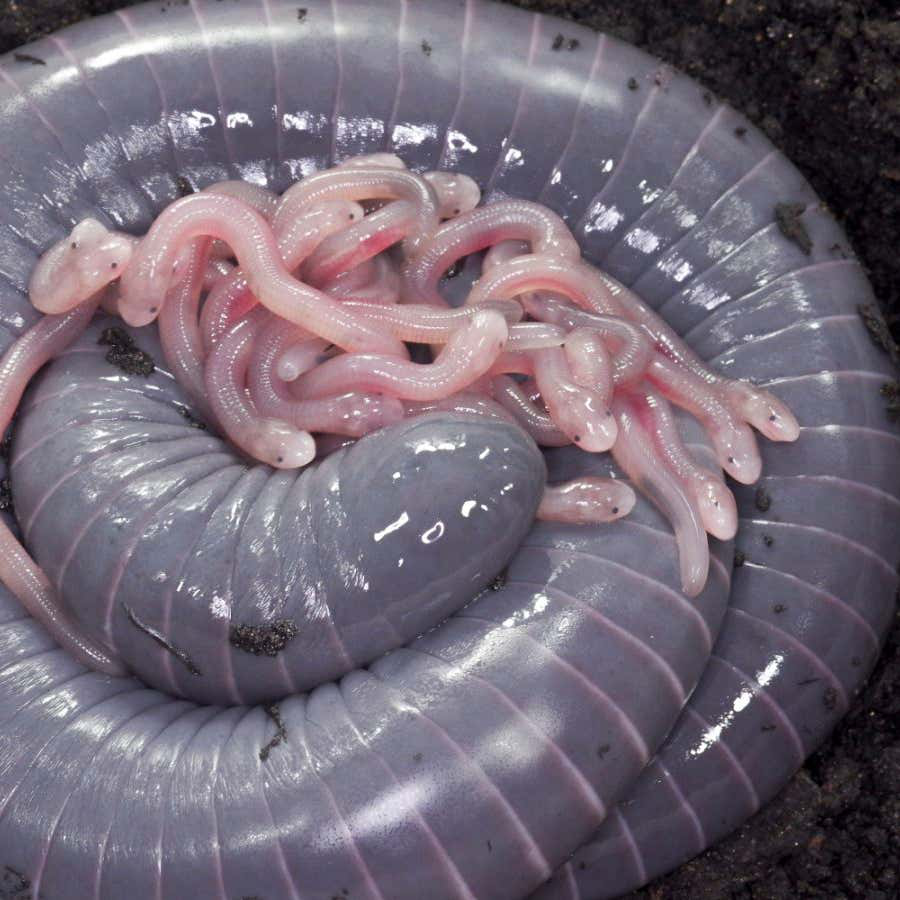 Sữa của chúng được tạo ra từ phần đuôi và chứa nhiều protein giúp con non phát triển. Con mẹ còn tái tạo làn da và bổ sung lipid giữa các lần cho con ăn.