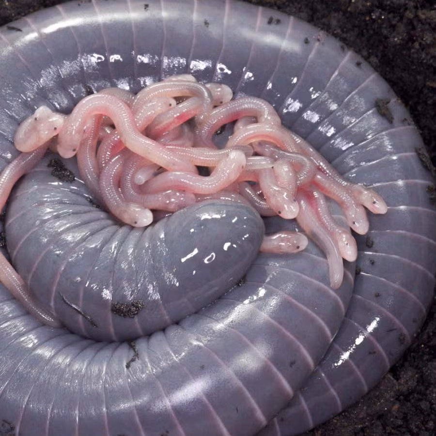 Sữa của chúng được tạo ra từ phần đuôi và chứa nhiều protein giúp con non phát triển. Con mẹ còn tái tạo làn da và bổ sung lipid giữa các lần cho con ăn.