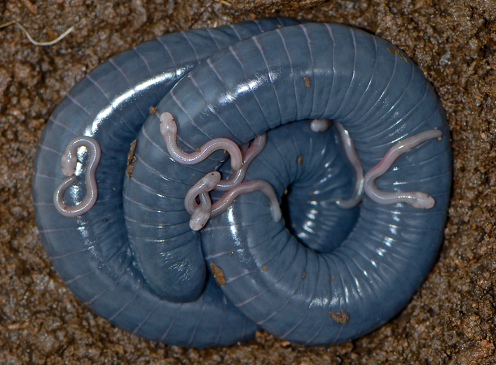 Ban đầu, phát hiện này được ghi nhận ở Argentina và đã được xác nhận tồn tại ở nhiều quốc gia khác trong khu vực Nam Mỹ.