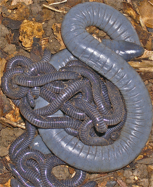 Các nhà nghiên cứu đã quyết định khám phá sâu hơn về chiến lược nuôi dạy con của loài giun này sau khi xem video ghi lại hành vi đặc biệt của chúng.