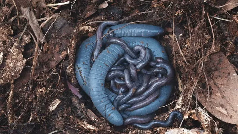 Chúng có thể bơi và có nốt cảm quan trên mặt được cho là dùng để ngửi.