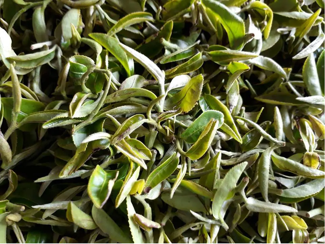 Trà Đông Phương mỹ nhân xuất phát từ Đài Loan, Trung Quốc, và lần đầu tiên được giới thiệu cho hoàng gia Anh vào cuối thế kỷ 19.