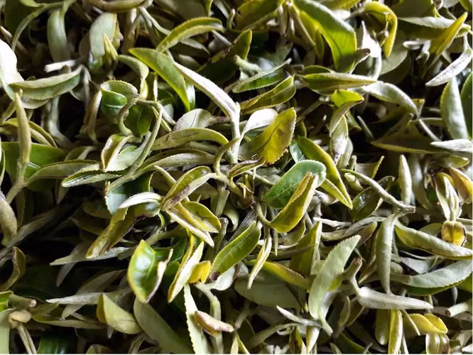 Trà Đông Phương mỹ nhân xuất phát từ Đài Loan, Trung Quốc, và lần đầu tiên được giới thiệu cho hoàng gia Anh vào cuối thế kỷ 19.