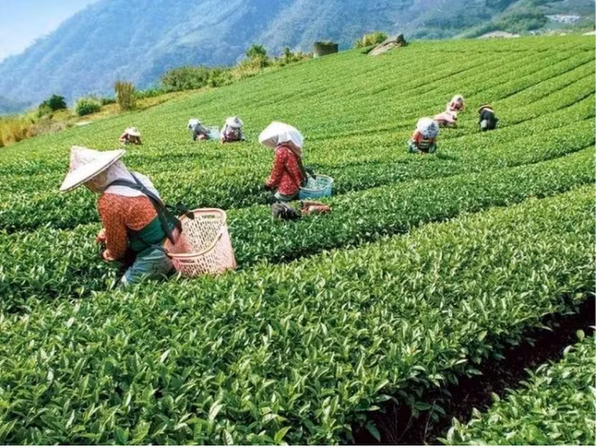 Sự ra đời của loại trà này bắt nguồn từ một sự tình cờ, khi một người nông dân phát hiện ra rằng lá chè bị rầy xanh cắn lại tỏa ra mùi thơm dịu.