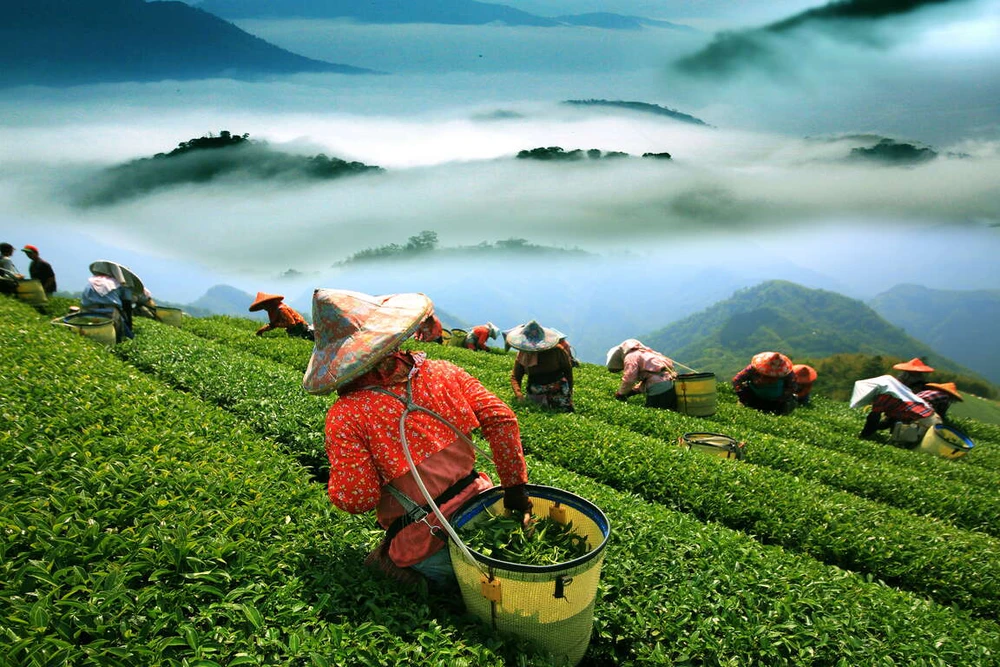 Tuy nhiên, sản lượng của trà Đông Phương mỹ nhân ở Việt Nam hiện vẫn còn ít và có giá thành cao.