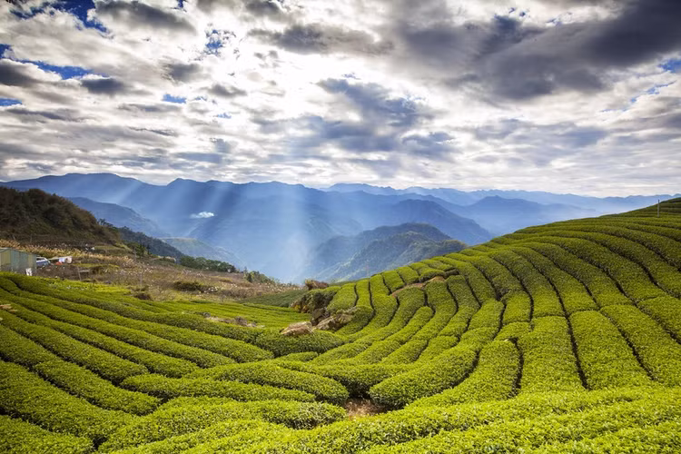 Vùng núi cao Phja Đén ở Cao Bằng, Việt Nam, được xem là một trong những địa điểm lý tưởng để trồng cây chè tạo ra loại trà Đông Phương mỹ nhân.