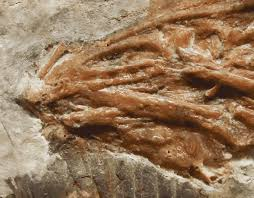 Điều này cũng mở ra câu chuyện về cách mà các loài vượt qua đại tuyệt chủng và sự phát triển của các nhóm sinh vật trên Trái Đất.