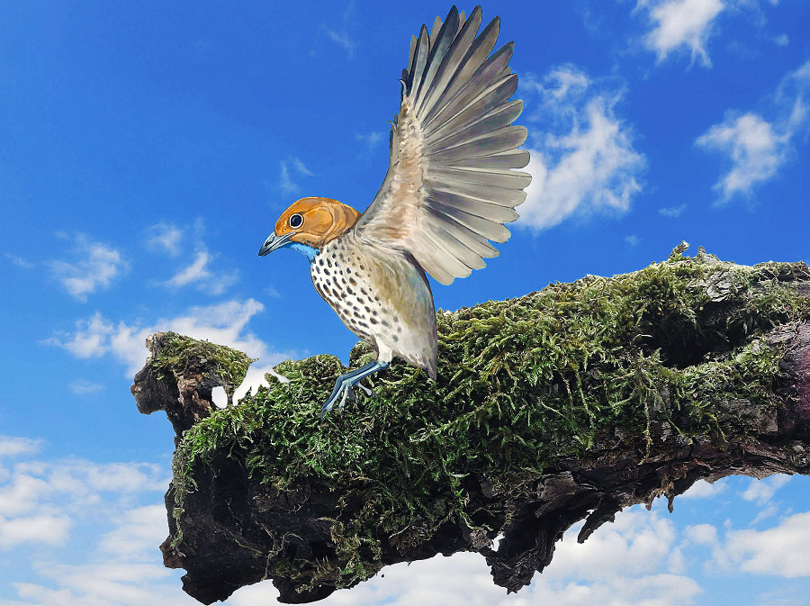 Imparavis attenboroughi, thuộc nhóm Enantiornithes, tồn tại khoảng 120 triệu năm trước. Nó là một trong những loài chim cổ đại đầu tiên không có răng, mở ra cái nhìn mới về tiến hóa của các loài chim từ khủng long.