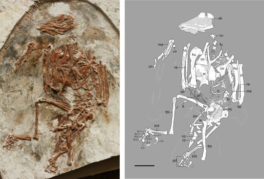 Được phát hiện ở tỉnh Sơn Đông - Trung Quốc, loài chim này có một số đặc điểm tiến hóa quan trọng, cho thấy sự biến đổi từ khủng long sang chim.