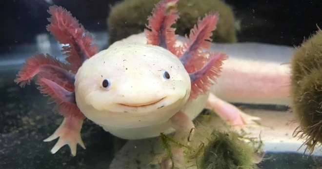 Cách sinh sản cũng đa dạng, từ đẻ trứng đến việc phát triển phôi thai bên trong cơ thể mẹ.