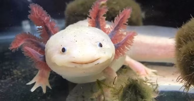 Cách sinh sản cũng đa dạng, từ đẻ trứng đến việc phát triển phôi thai bên trong cơ thể mẹ.