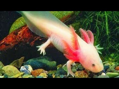 Trong quá trình tiến hóa, chúng đã phát triển các cơ quan và cơ chế sinh tồn phức tạp hơn, thích nghi với các môi trường và hệ sinh thái khác nhau.