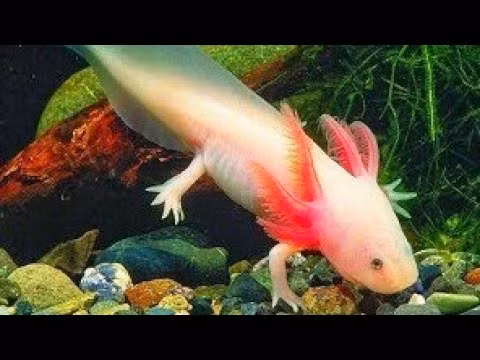 Trong quá trình tiến hóa, chúng đã phát triển các cơ quan và cơ chế sinh tồn phức tạp hơn, thích nghi với các môi trường và hệ sinh thái khác nhau.