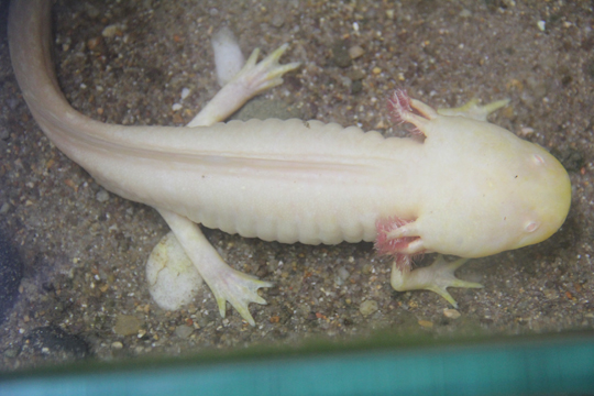 Điều này cho thấy sự đa dạng và phong phú trong tiến hóa và sinh học của loài sinh vật kỳ lạ nhiều chân dưới nước.