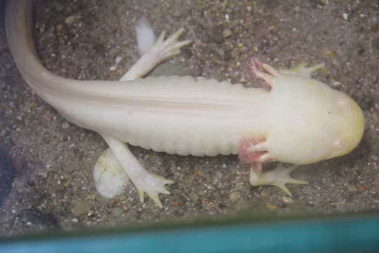 Điều này cho thấy sự đa dạng và phong phú trong tiến hóa và sinh học của loài sinh vật kỳ lạ nhiều chân dưới nước.