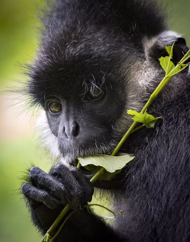Chúng thường tìm kiếm thức ăn trên các tán cây, leo trèo trên các mỏm đá cheo leo.
