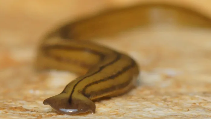 Mặc dù đã mô tả khoảng 910 loài giun đầu búa tính đến năm 2023, nhưng vẫn còn nhiều bí ẩn chưa được khám phá về sinh vật kỳ lạ này.