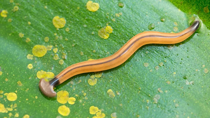 Một số loài giun đầu búa sử dụng nọc độc tetrodotoxin để săn mồi, một chất độc mạnh gây tê liệt và có thể gây tử vong.