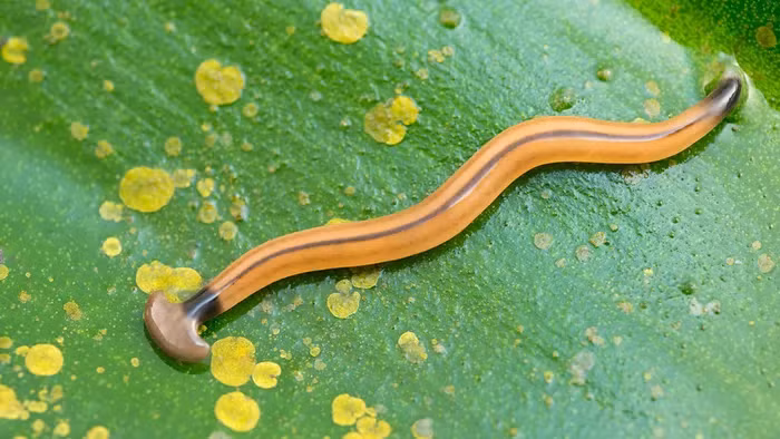 Một số loài giun đầu búa sử dụng nọc độc tetrodotoxin để săn mồi, một chất độc mạnh gây tê liệt và có thể gây tử vong.