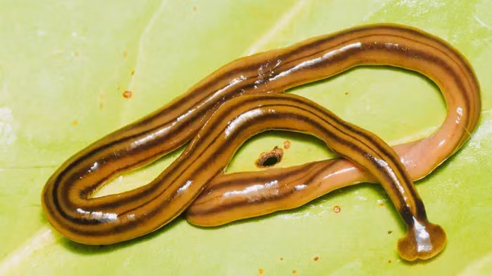 Giun đầu búa thường sống ẩn mình dưới đáy rừng nhiệt đới, chỉ hoạt động vào ban đêm và dùng chất nhầy dính để di chuyển và săn mồi như giun đất, sên, và rận gỗ.