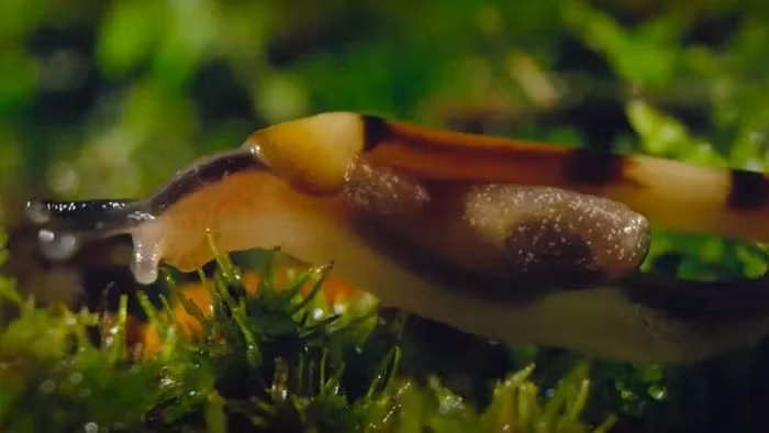 Đặc biệt, giun đầu búa có khả năng tự nhân bản thông qua phương thức "phân mảnh", trong đó chúng cắt đứt cơ thể và mọc lại thành một cá thể mới sau một thời gian ngắn.