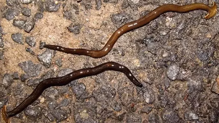 Tuy nhiên, sự xuất hiện của giun đầu búa trong nhiều khu vực khác nhau trên thế giới, kể cả Châu Âu và Bắc Mỹ, đã gây ra lo ngại về tác động tiêu cực lên hệ sinh thái địa phương và sức khỏe con người, bởi chúng có thể mang theo ký sinh trùng nguy hiểm như giun phổi chuột.