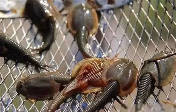 Được coi là "hóa thạch sống", chúng tồn tại từ kỷ Devon, khoảng 419-359 triệu năm trước, và hình thái của chúng chỉ ít thay đổi qua hàng triệu năm.