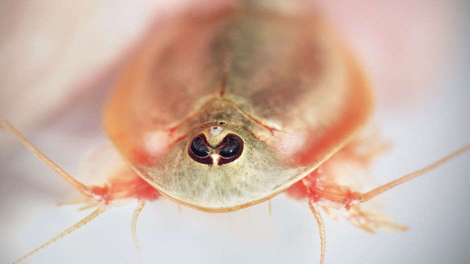 Tôm khủng long con phát triển nhanh chóng và có thể đạt đến kích thước lớn trong thời gian ngắn.