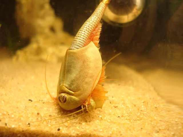 Loài tôm khủng long, còn được gọi là tôm nòng nọc Mỹ hay tôm nòng nọc gạo (Triops longicaudatus), là một loài sinh vật tồn tại từ thời tiền sử và đã sống sót qua ba lần tuyệt chủng lớn.