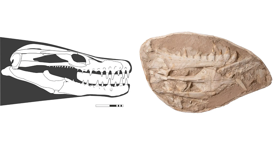 Khinjaria acuta được xác định là một loài thương long, họ hàng với rồng Komodo và trăn khổng lồ anacondas.