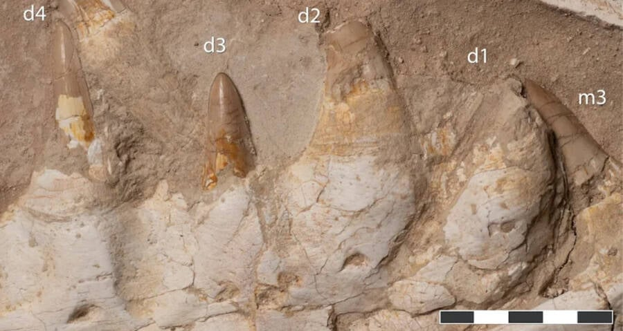 Đánh giá cho thấy nó có thể đe dọa đến cá, rùa biển và các loài bò sát biển khác cùng kỷ Phấn Trắng.