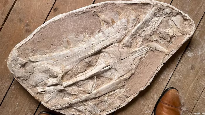 Mẫu vật của loài này được khai quật có niên đại 66 triệu năm, cuối kỷ Phấn Trắng, trước khi thảm họa tiểu hành tinh Chicxulub xóa sổ nó và các loài khác.